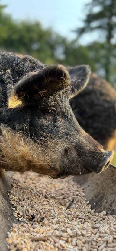 Close-up of a pig's head with a natural background.